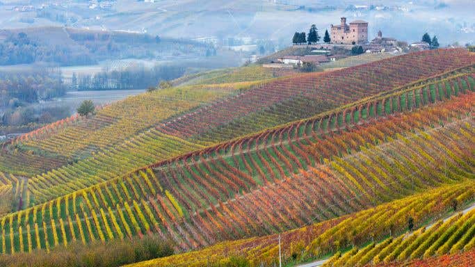 Barolo vineyards in autumn