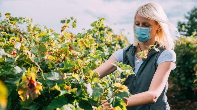 Masked vineyard worker