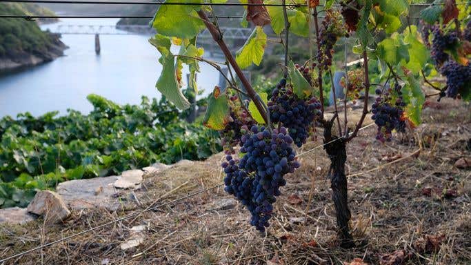 Vineyard within Enonatur project in Chantada, Ribeira Sacra