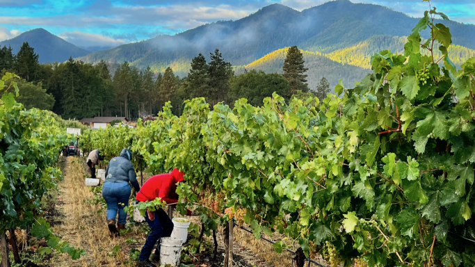 Harvesting Vermentino at Troon Vineyard in Oregon’s Applegate Valley with Grayback Mountain at dawn