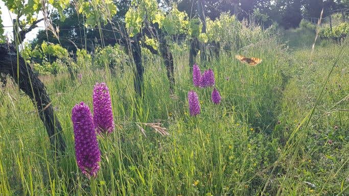 orchids and butterfly in old vine merlot at Chateau Feely organic vineyard in Saussignac, Southwest France