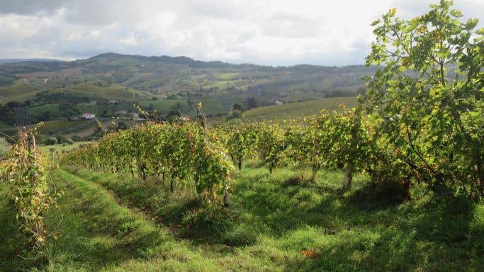 La Distesa vineyards in Cupramontana