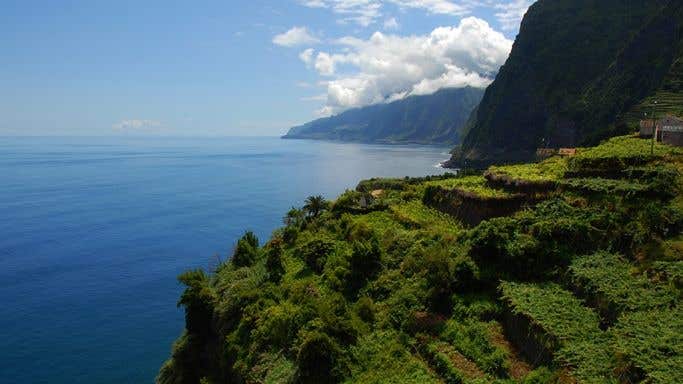 Madeira vineyards with ocean in the background