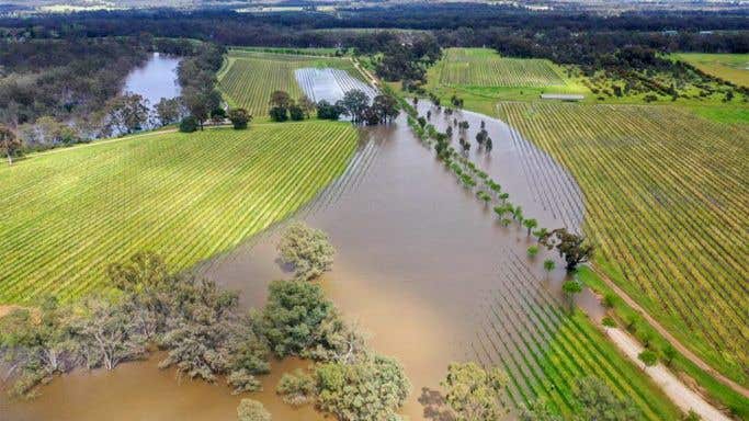 The Goulburn River spilled over its banks, flooding the vineyards at Tahbilk.
