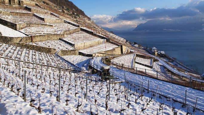 Terraced Dézaley vineyards overlooking Lake Geneva