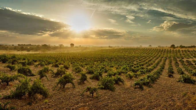 The sun sets over Numanthia's old-vine vineyards in Toro, Spain.