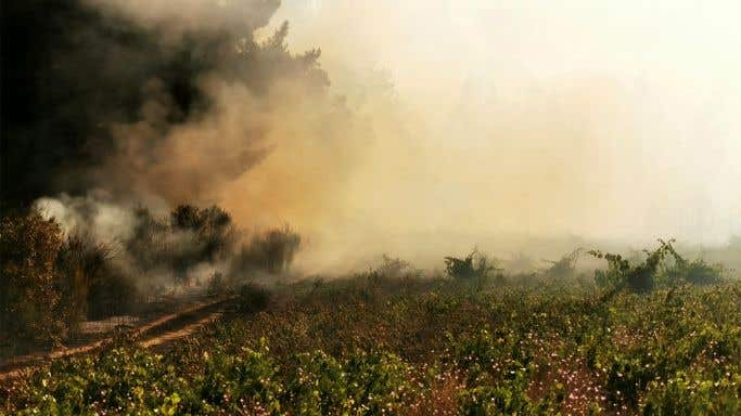 Wildfire smoke obscures the vineyards in Itata, Chile