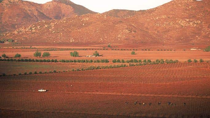 Vineyards in the arid, red landscape of Mexico's Valle de Guadalupe
