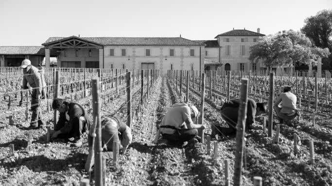 The team at Lafleur debudding the vines in spring