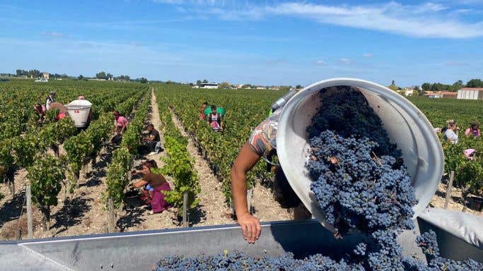 Bordeaux 2022 harvest - grapes being poured into trailer