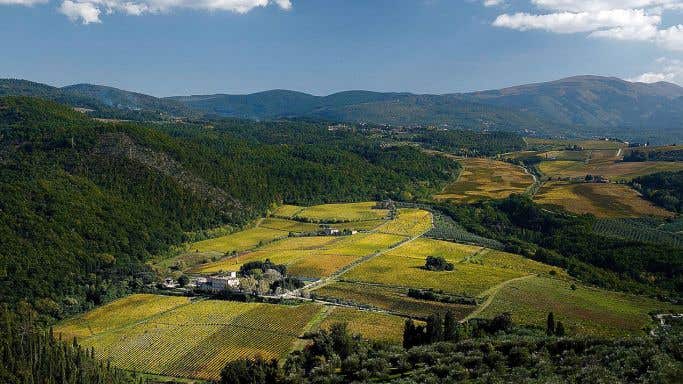 Selvapiana's Bucerchiale vineyard
