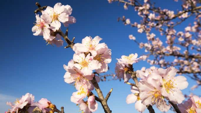 gettyimages-651572840-almond-blossom