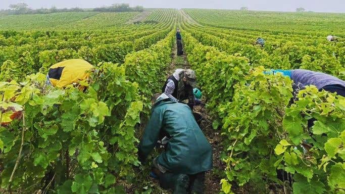 People picking grapes in a vineyard in Sancerre