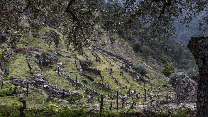 pormenor-vineyard-pombal-ansiaes-the-douro-superior
