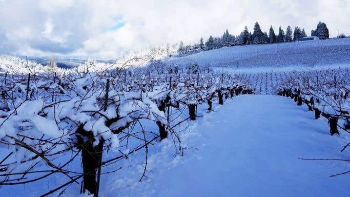 snow at Lava Cap vineyard
