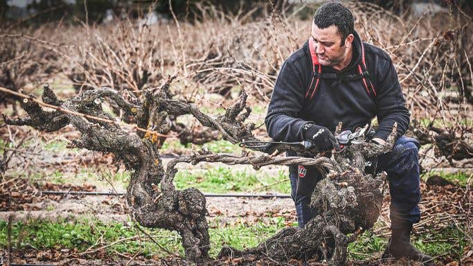 Marco Cirillo pruning 1848 Grenache vine