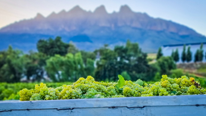 fresh-picked grapes with mountains in background