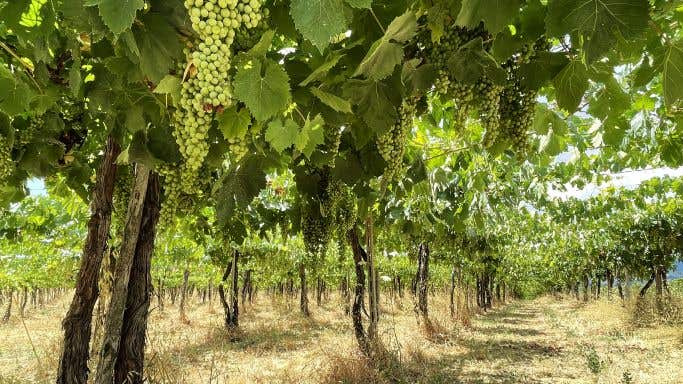 Tiberio's Trebbiano vineyard