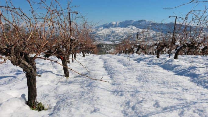 Douloufakis vines under snow on Crete