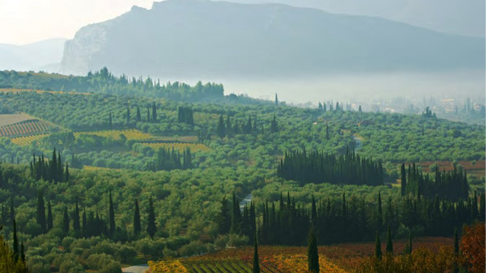 The high-elevation vineyards of Gaia in Greece's Nemea region