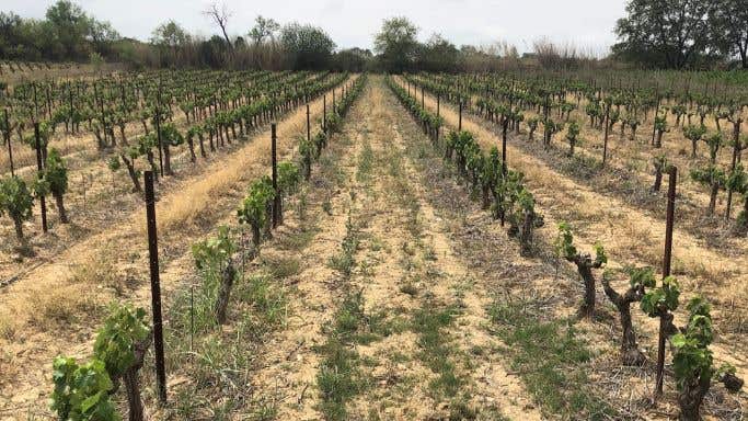 Treloar Mourvedre vines in Roussillon