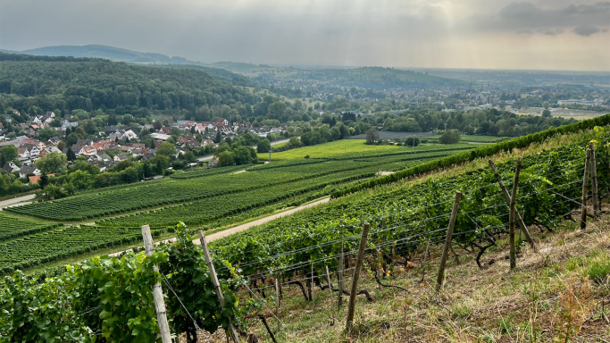 Vineyards sloping down to the village of Müllheim in Germany's Baden region