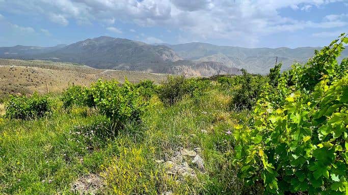 200-year-old vineyard in Vayots Dzot, Armenia