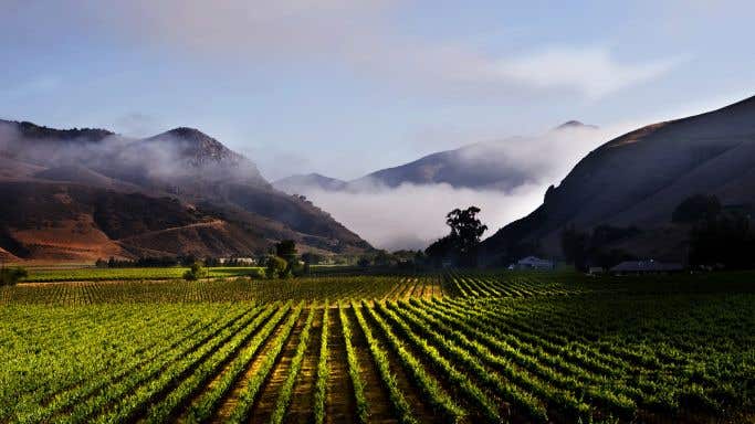 Bien Nacido vineyard in morning fog