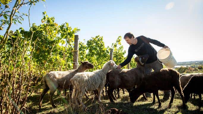 Cristom Vineyards Andi Zorzi Assistant Winemaker Tending to our Flock of Sheep on our Estate; Credit John Valls