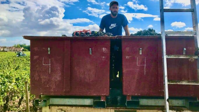2022 harvest of healthy Pinot Noir grapes in Gevrey-Chambertin