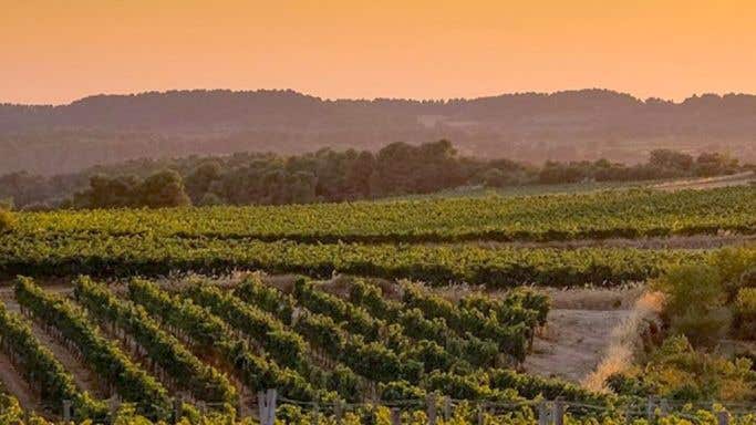 Cervoles vineyard at sunset