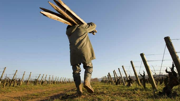 vineyard posts in Burgundy
