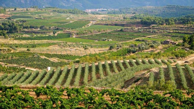 The rolling, vine-covered hills of Terra Alta in Catalonia