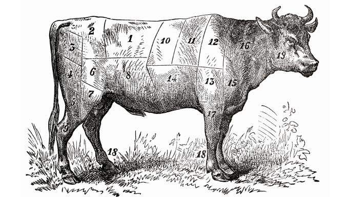 cow divided into cuts of beef