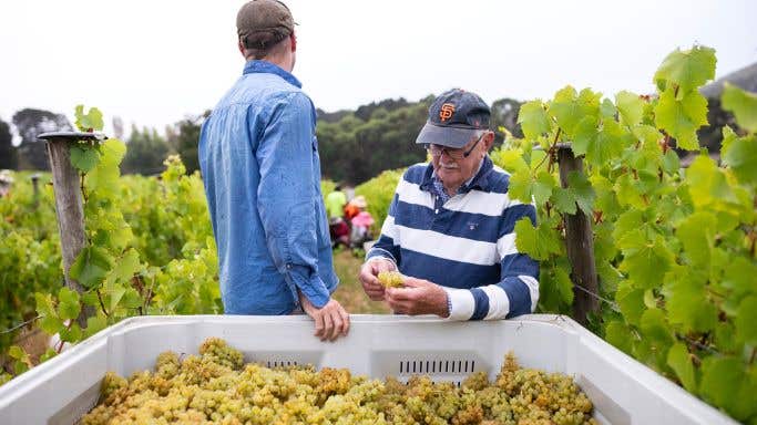 Brian Croser checks the freshly harvested grapes in the 2024 harvest