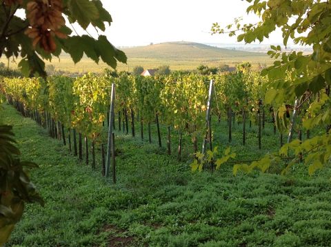 Heumann vineyards - view from the house