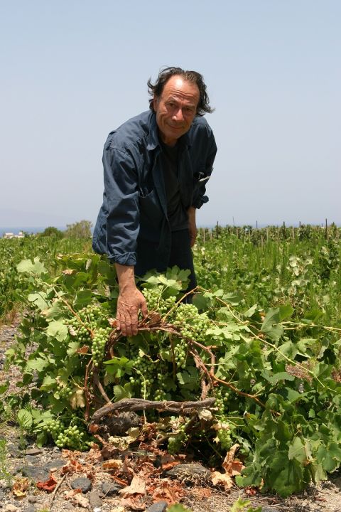 Paris Sigalas with one of his Assyrtiko basket vines in full fruit