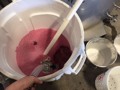 Adding sugar to 2019 Oregon fermentation