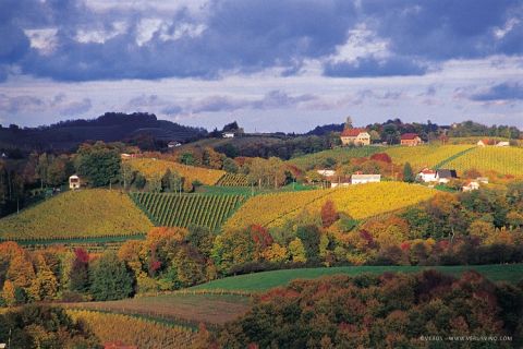 Verus Slovenia autumn vineyards