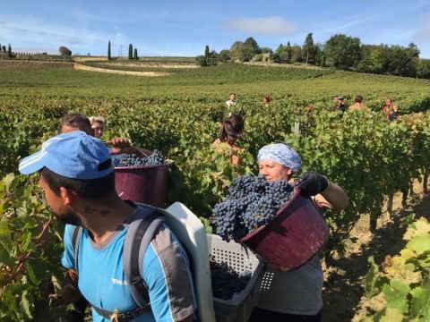 Cabernet Franc harvest below the vineyard of Ch Tertre Roteboeuf 8 October 2019