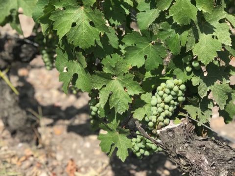 Cabernet Sauvignon at Ch Haut-Bailly 23 July