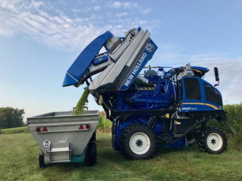 Harvesting Sauvignon Blanc at Chateau Bauduc