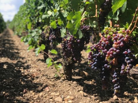 Merlot at Ch Haut-Brion 7 August
