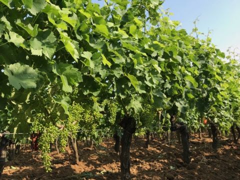 Merlot at Ch Troplong Mondot