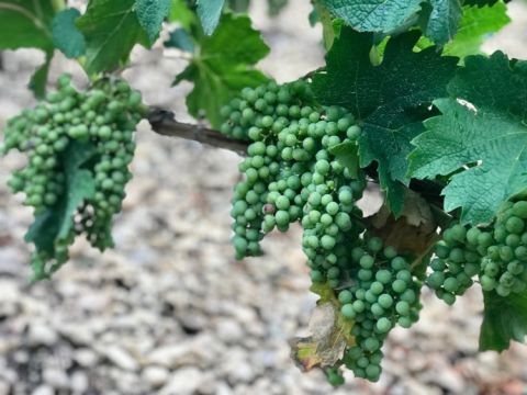 Merlot at Ch Lafleur Pétrus 27 July just after the rain and the heatwave