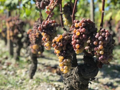 Sémillon destined for sweet white in Sauternes, Ch Suduiraut, 8 October 2019.jpg