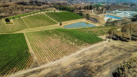 Geoff Weaver's vines after the 2019 Adelaide Hills bushfires