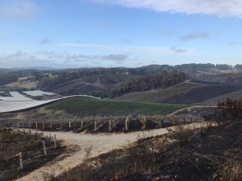 Henschke Lenswood vineyard after the fire 24 Dec 2019 - far view