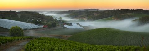 Henschke Lenswood vineyard before the December 2019 fire - panorama