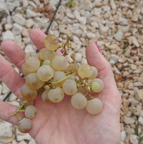 Zilavka grapes in Bosnia Herzegovina